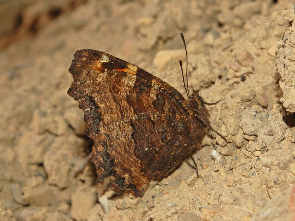 Nymphalis polychloros